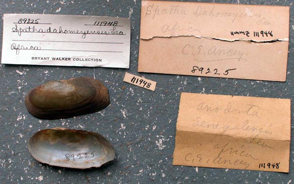 specimen