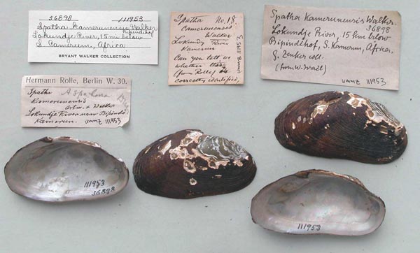 specimen
