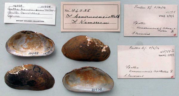 specimen