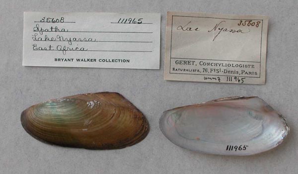 specimen