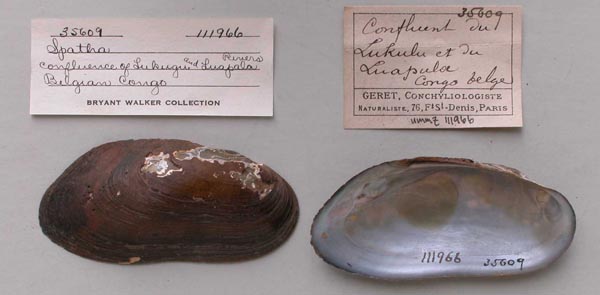 specimen
