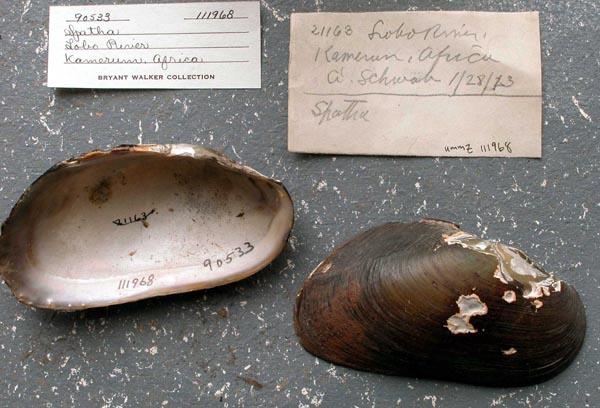 specimen
