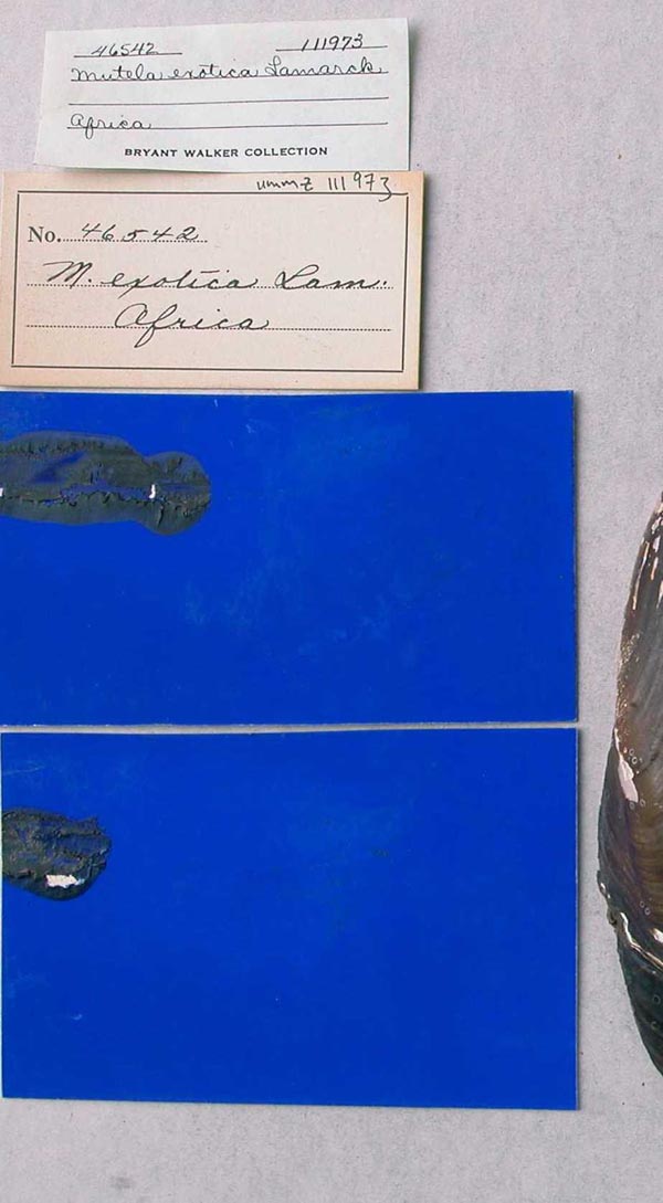 specimen