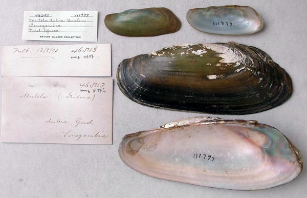 specimen