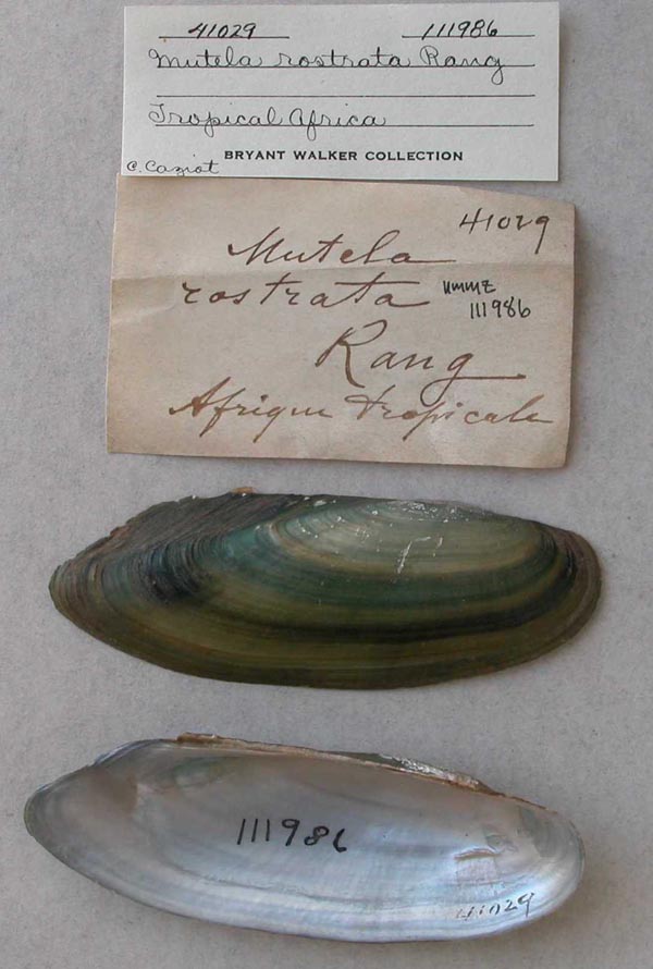 specimen