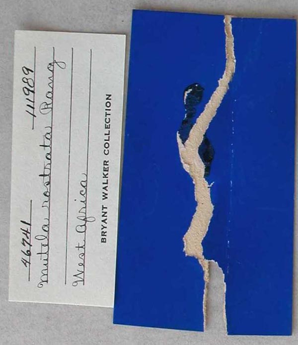 specimen