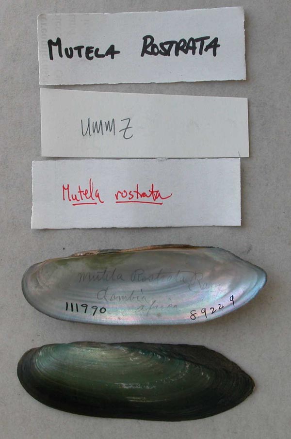 specimen