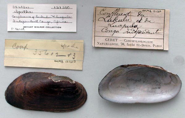 specimen