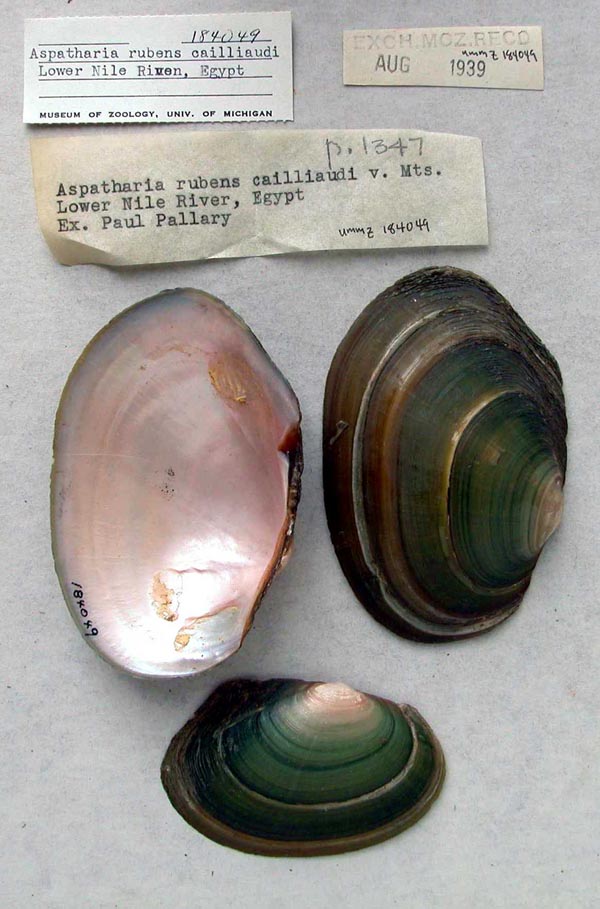 specimen