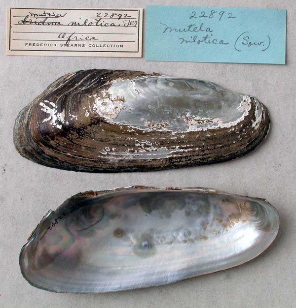 specimen