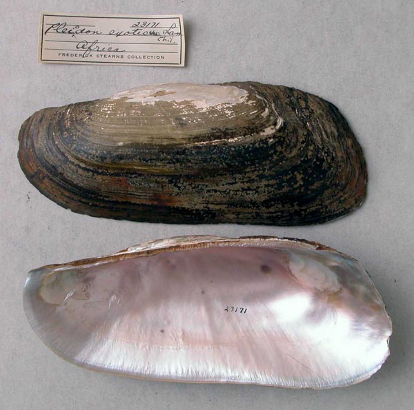specimen