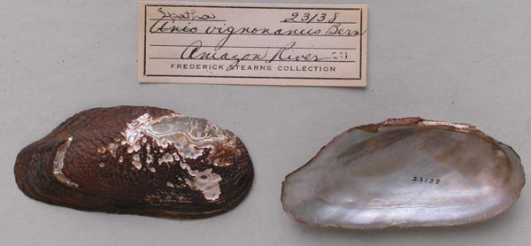 specimen