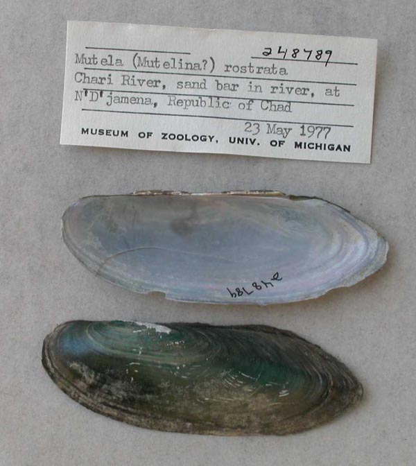 specimen