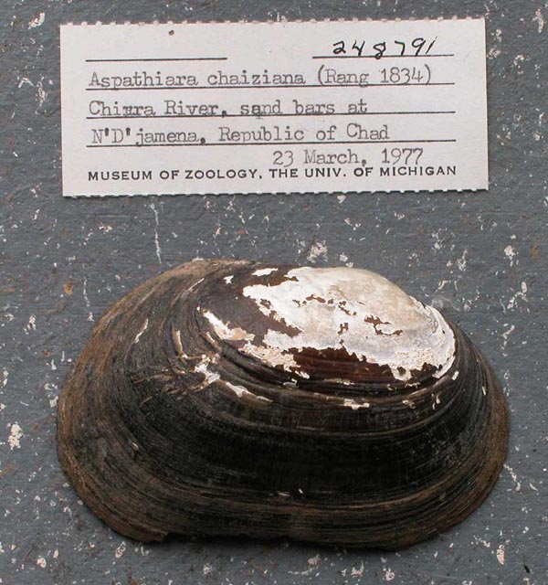 specimen