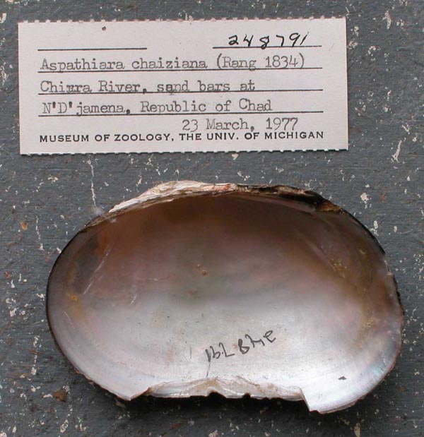 specimen