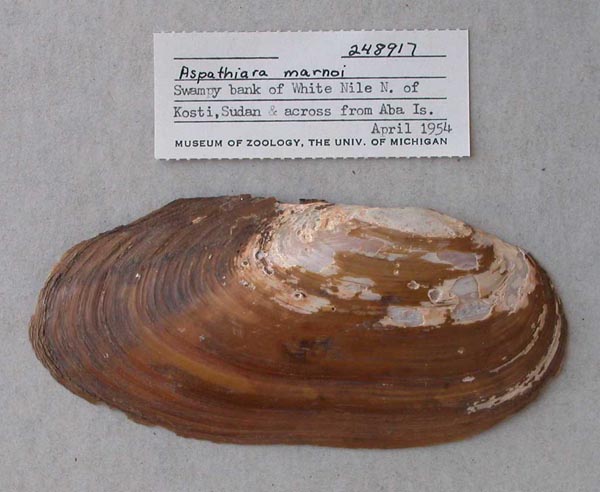 specimen