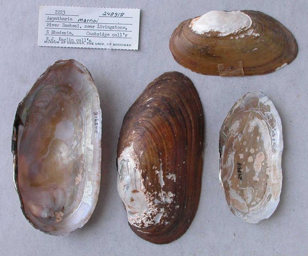 specimen