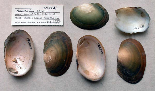specimen