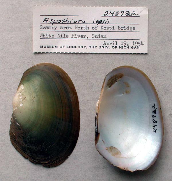 specimen
