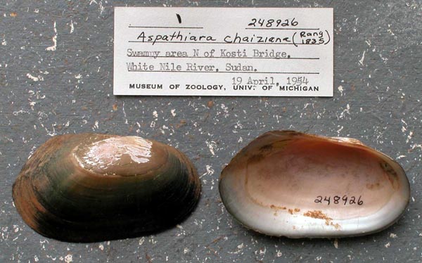 specimen