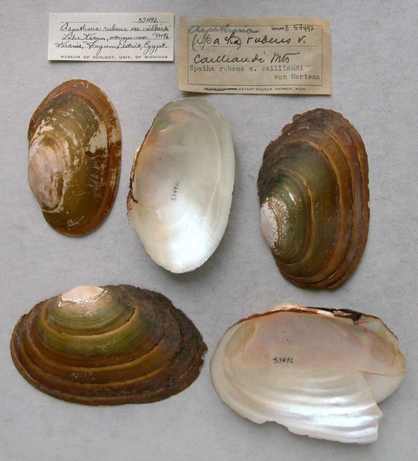 specimen