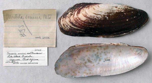 specimen