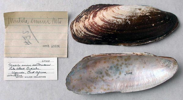 specimen