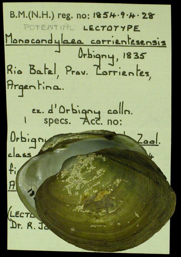 specimen