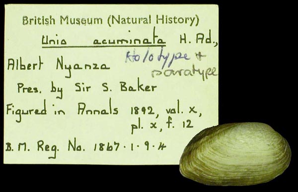 specimen