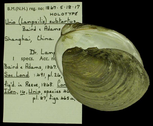 specimen