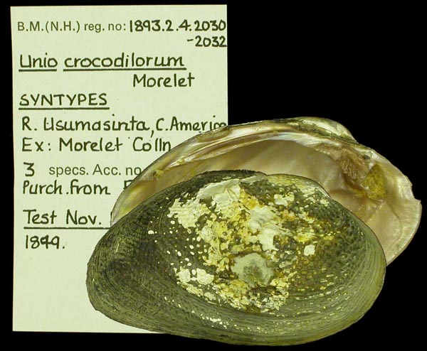 specimen