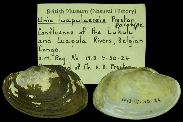 specimen