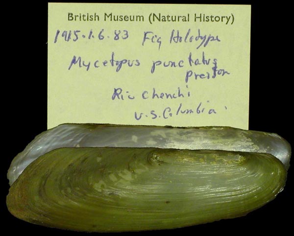 specimen