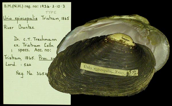 specimen