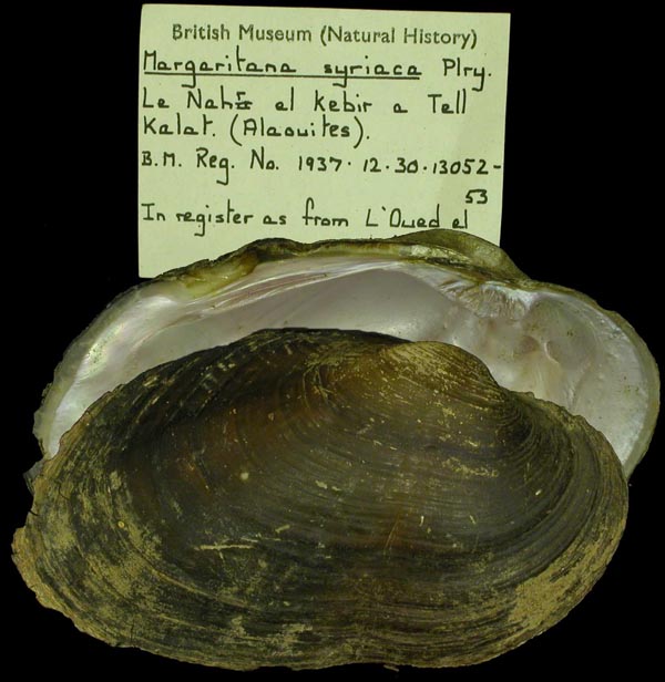 specimen