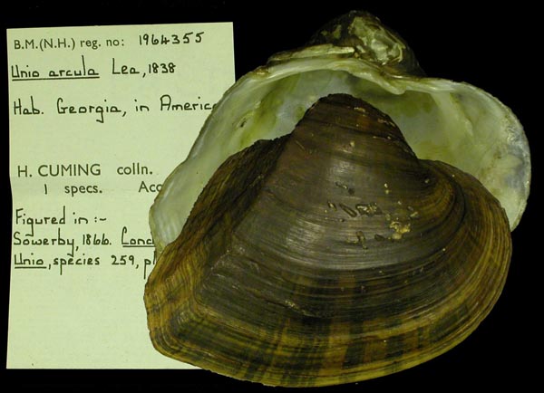specimen