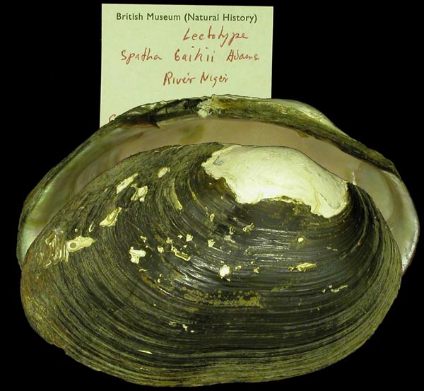 specimen