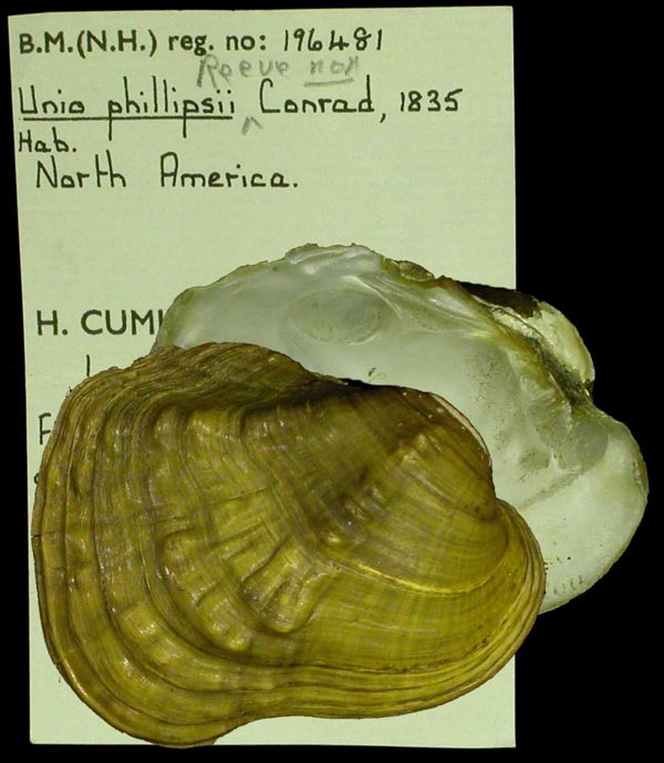 specimen