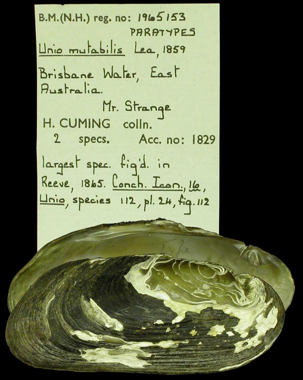 specimen
