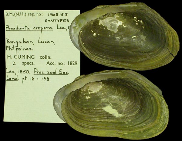 specimen