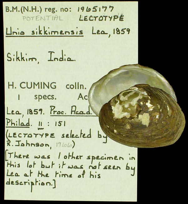 specimen