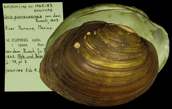 specimen