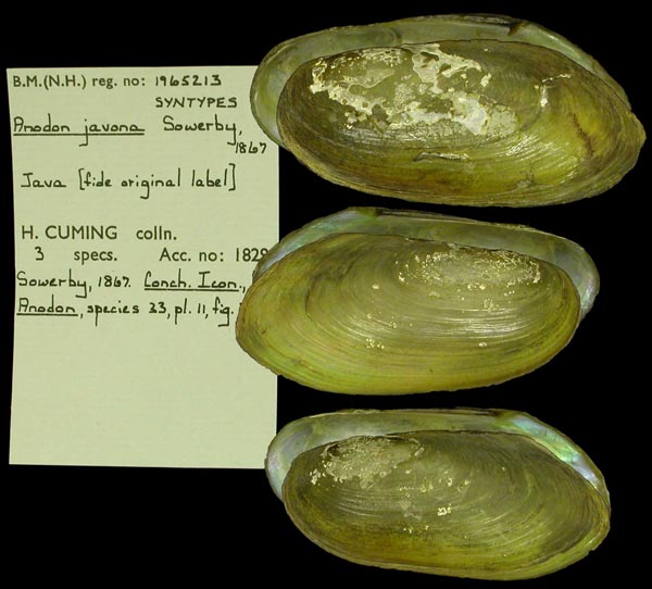 specimen