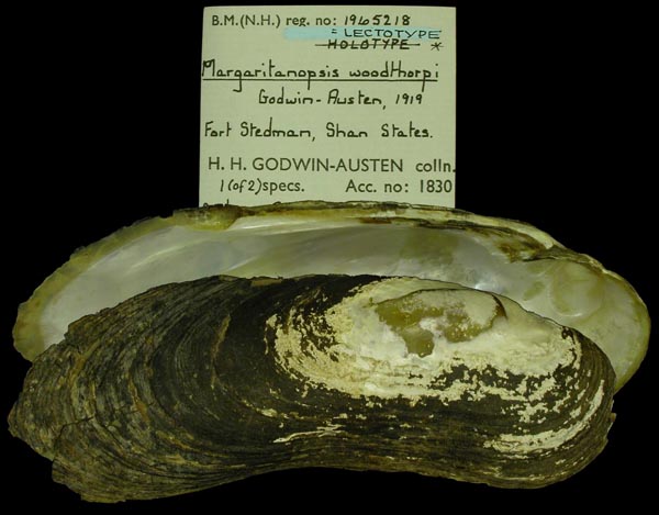 specimen