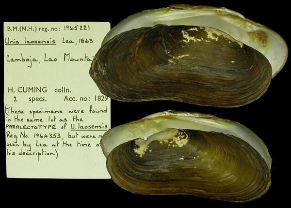 specimen