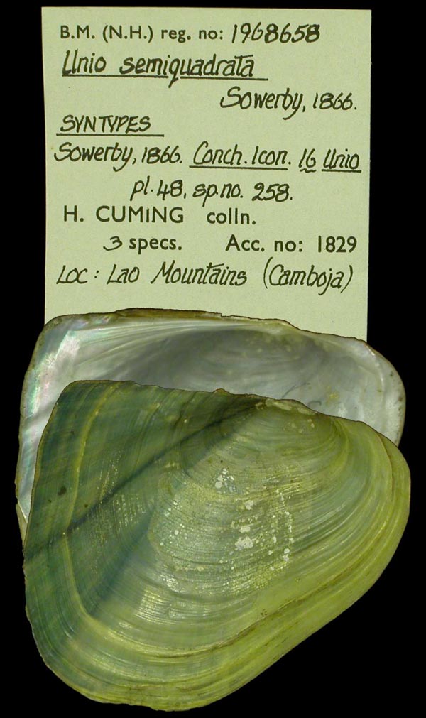 specimen