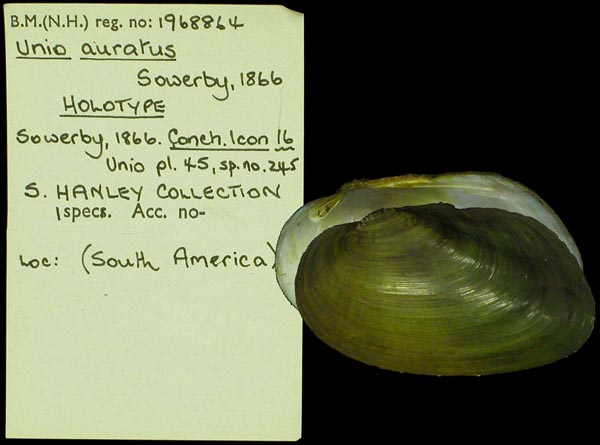 specimen