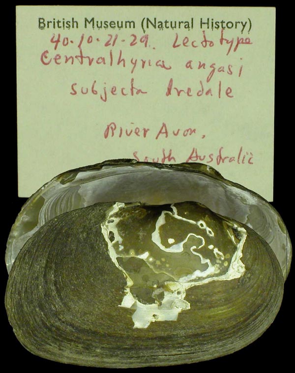 specimen