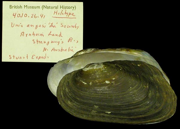 specimen