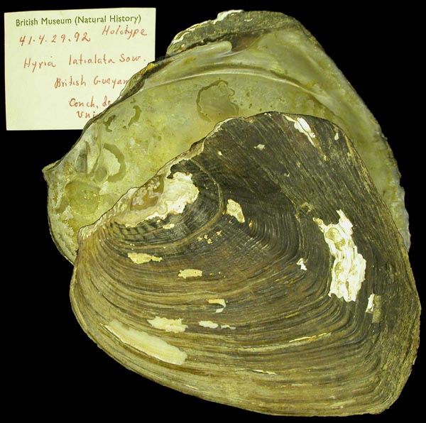 specimen